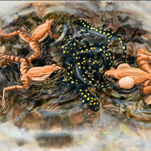 Ecology of Vernal Pools Poster